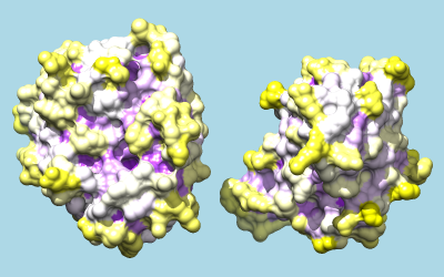 trypsin and inhibitor colored by convexity