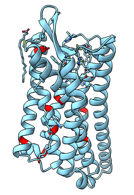 Delta Opioid Receptor