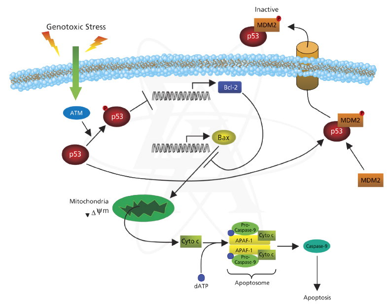 computer generated image