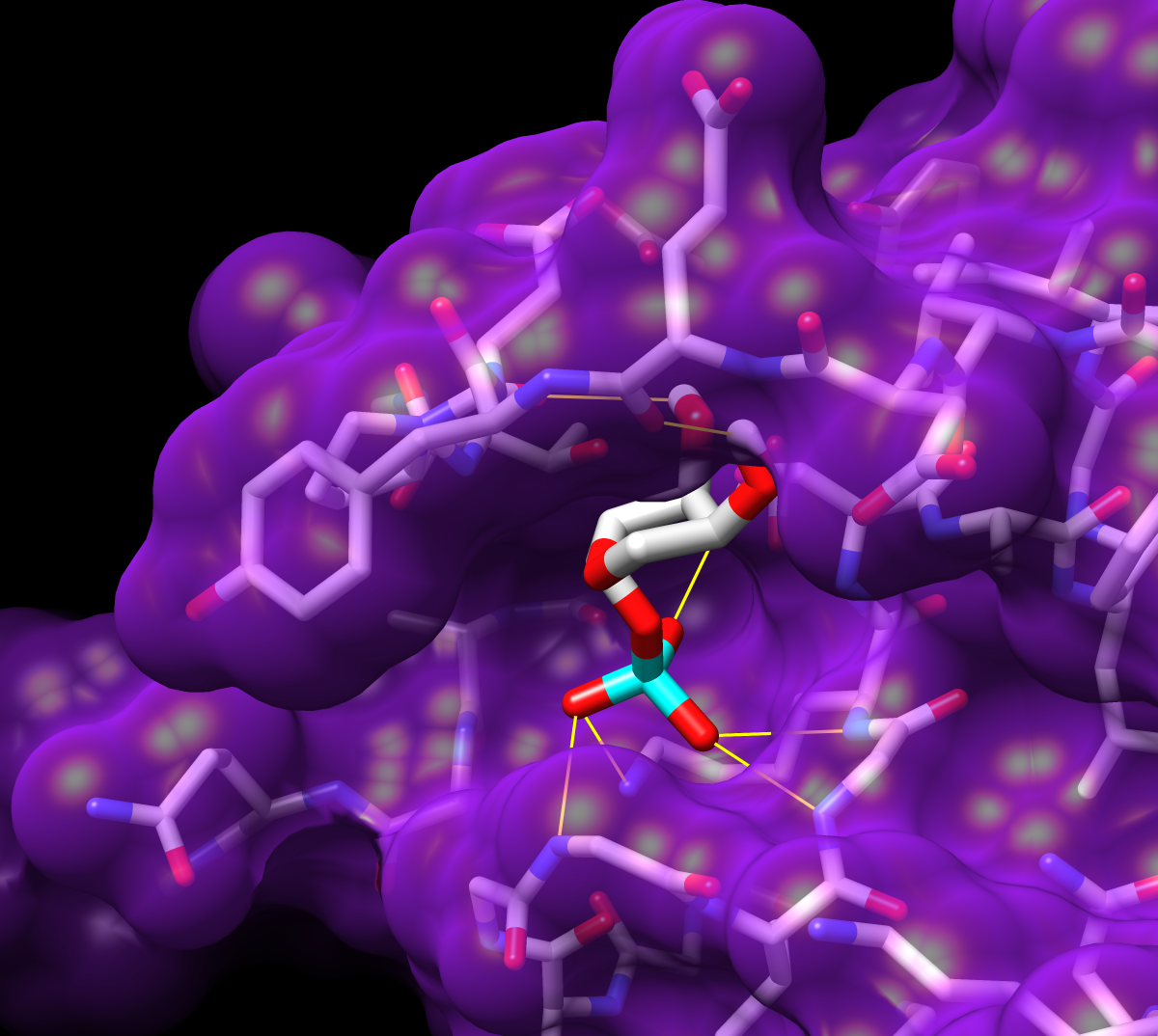 docked molecule with H-Bonds