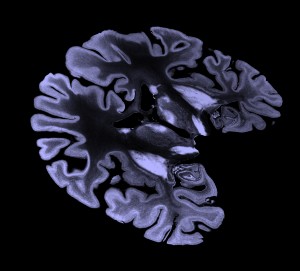 computer generated image