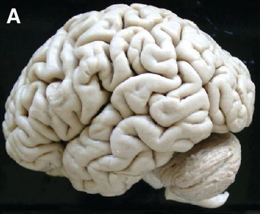 computer generated image