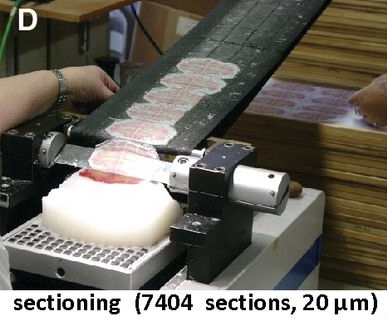 computer generated image