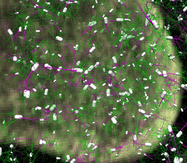 computer generated image