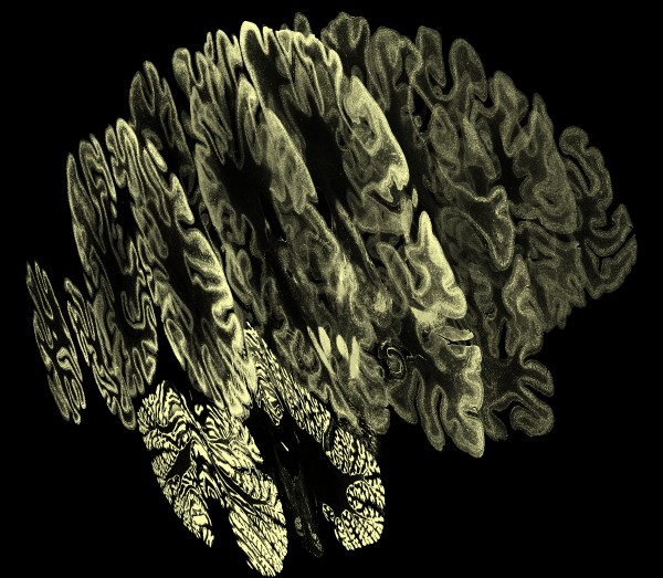 computer generated image