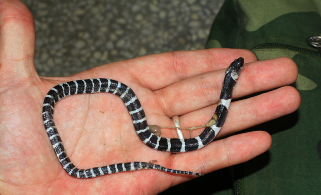 computer generated image