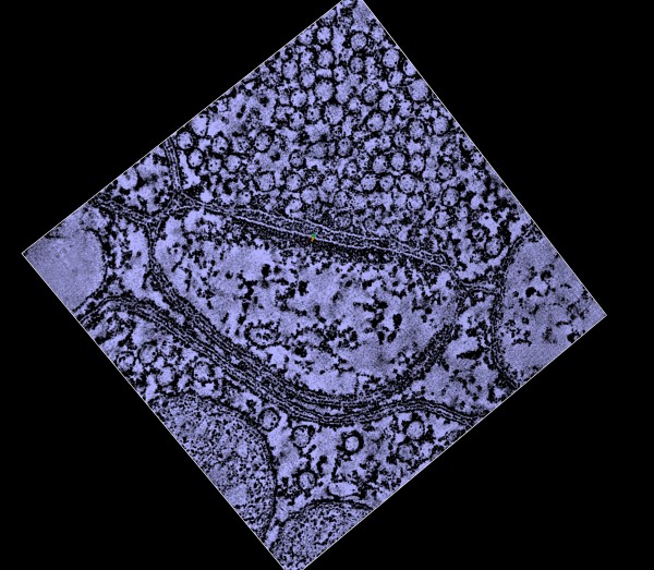 computer generated image