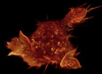 computer generated image