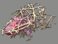 computer generated image