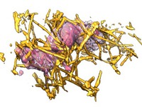 computer generated image