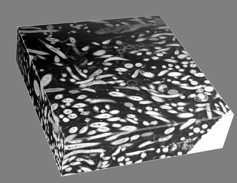 computer generated image