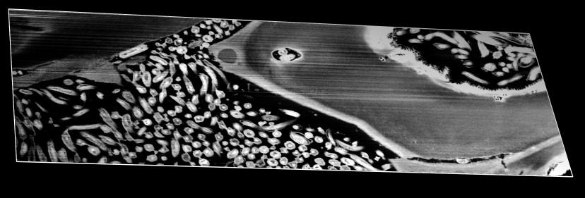 computer generated image