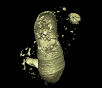 computer generated image