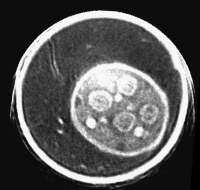 computer generated image