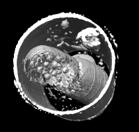 computer generated image