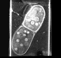 computer generated image