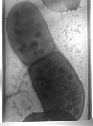 computer generated image