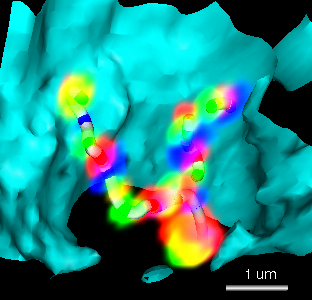 computer generated image