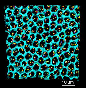 computer generated image