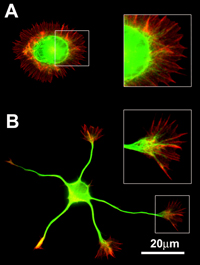 computer generated image