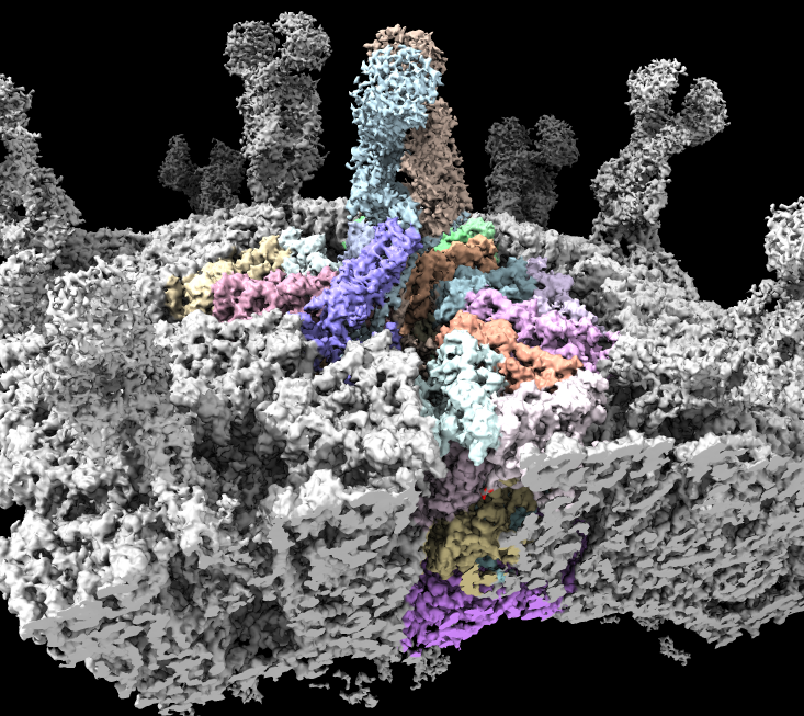 Movie Making for cryoEM using ChimeraX