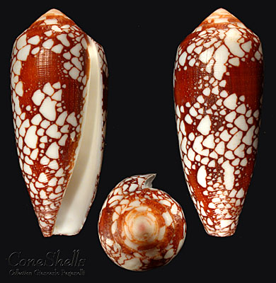 computer generated image