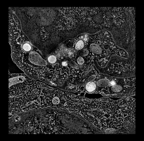 computer generated image