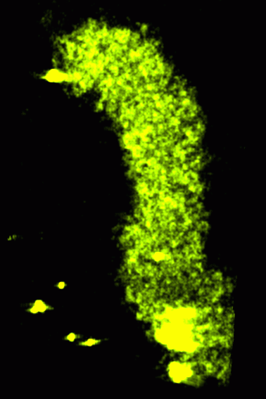 computer generated image