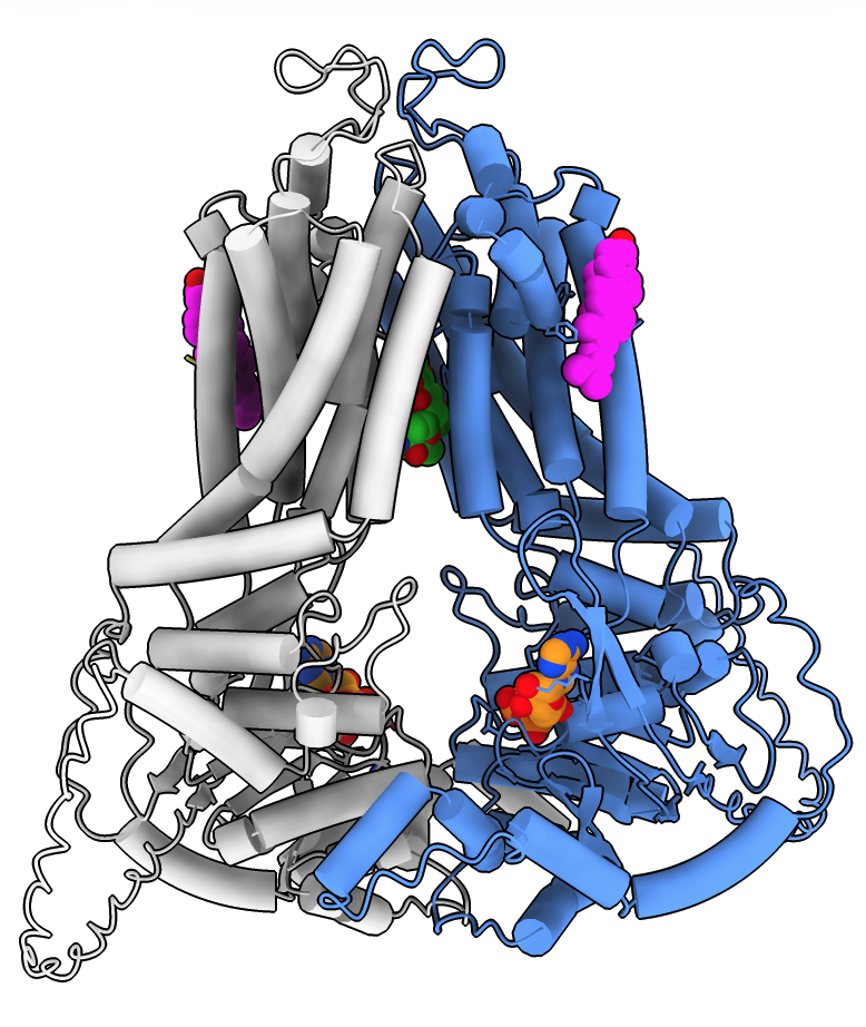 ABCG2 and doxorubicin