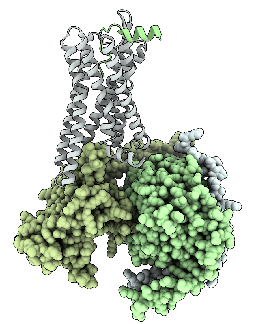 opioid recepter with beta-endorphin